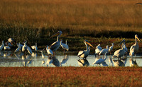Liuwa Plain NP
