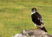 Augur buzzard - Ngorongoro