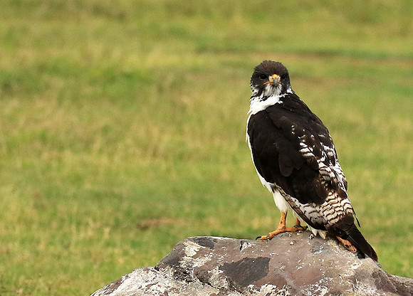 Augur buzzard - Ngorongoro