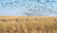 Liuwa Plain NP
