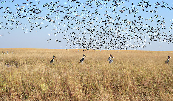 Liuwa Plain NP