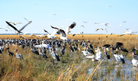 Liuwa Plain NP