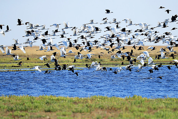 Spoonbills and white-faced whistling ducks