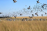Liuwa Plain NP