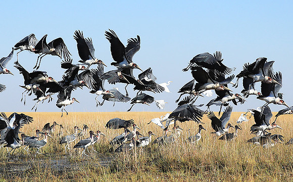 Liuwa Plain NP