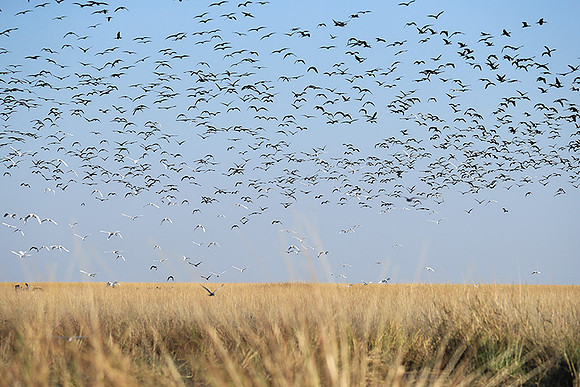 Liuwa Plain NP