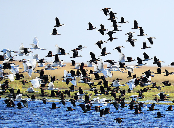 Spoonbills and white-faced whistling ducks