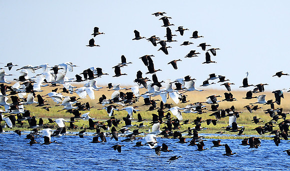 Spoonbills and white-faced whistling ducks