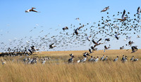 Liuwa Plain NP