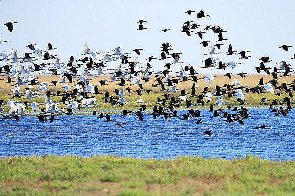 Spoonbills and white-faced whistling ducks