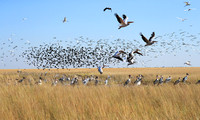 Liuwa Plain NP