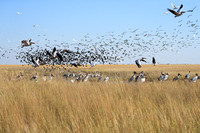 Liuwa Plain NP