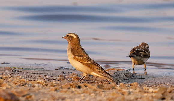 Yellow-throated petronia