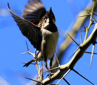 Cape sparrow