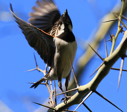 Cape sparrow