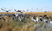 Liuwa Plain NP
