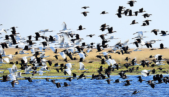 Spoonbills and white-faced whistling ducks