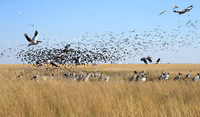 Liuwa Plain NP