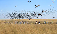 Liuwa Plain NP