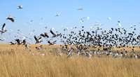 Liuwa Plain NP