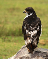 Augur buzzard - Ngorongoro