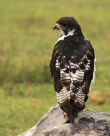 Augur buzzard - Ngorongoro