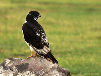 Augur buzzard - Ngorongoro