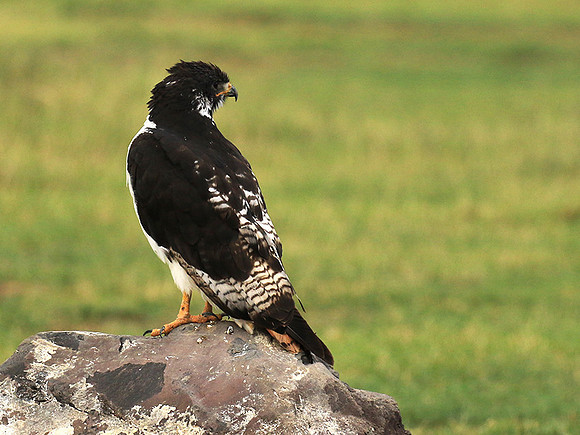 Augur buzzard - Ngorongoro