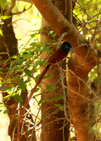 Paradise flycatcher - Madikwe