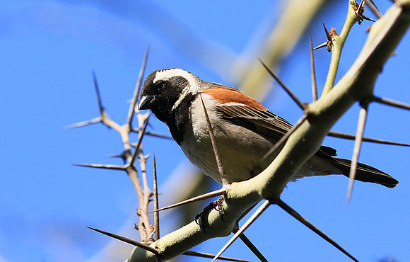 Cape sparrow