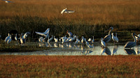 Liuwa Plain NP