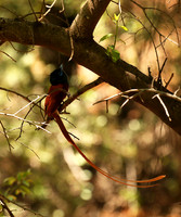 Paradise flycatcher - Madikwe
