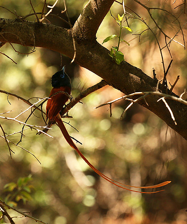 Paradise flycatcher - Madikwe