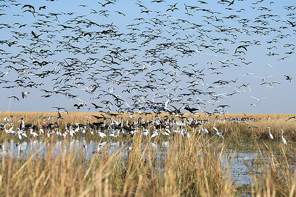 Liuwa Plain NP