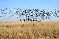 Liuwa Plain NP