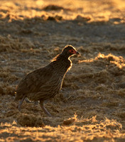 Swainson's spurfowl - Malilangwe