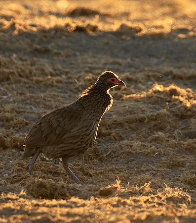 Swainson's spurfowl - Malilangwe