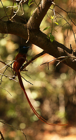 Paradise flycatcher - Madikwe