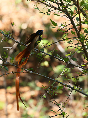 Paradise flycatcher - Madikwe