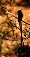 Paradise flycatcher - Madikwe