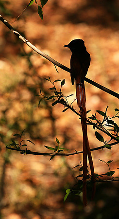 Paradise flycatcher - Madikwe