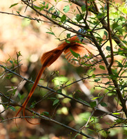 Paradise flycatcher - Madikwe