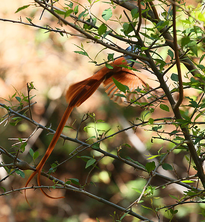 Paradise flycatcher - Madikwe