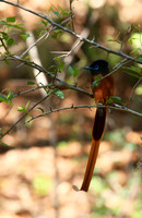 Paradise flycatcher - Madikwe