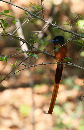 Paradise flycatcher - Madikwe