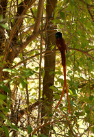 Paradise flycatcher - Madikwe