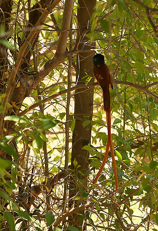Paradise flycatcher - Madikwe