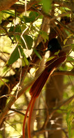 Paradise flycatcher - Madikwe