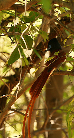 Paradise flycatcher - Madikwe