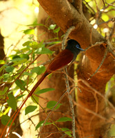 Paradise flycatcher - Madikwe